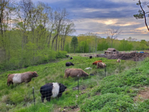 Why Free Range Meat is Better Windham CT