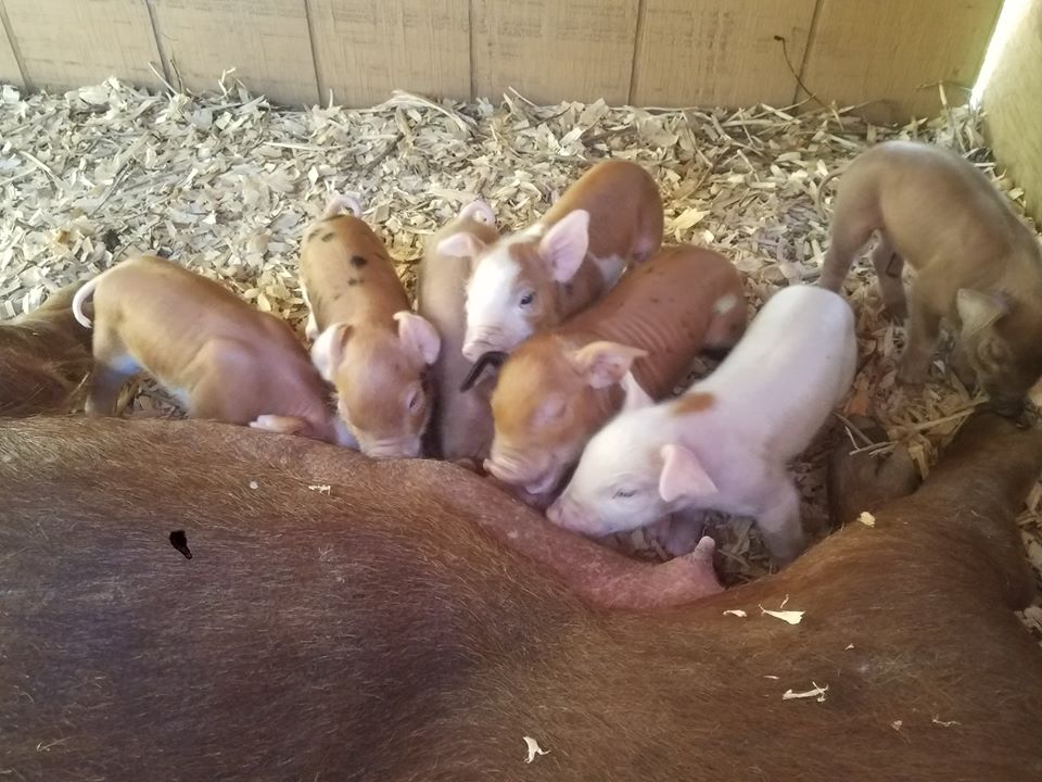 Pig Farms Salem CT